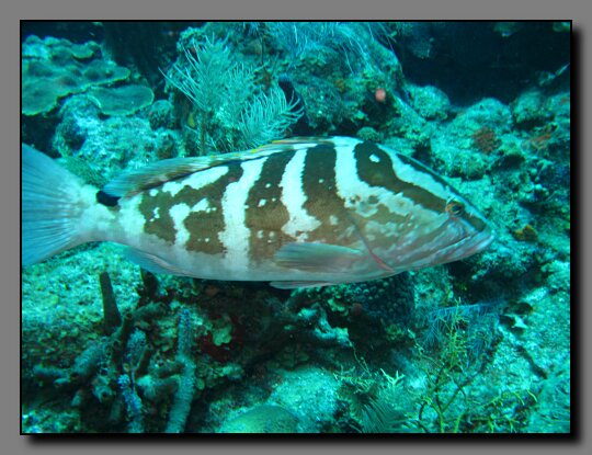 nassau grouper